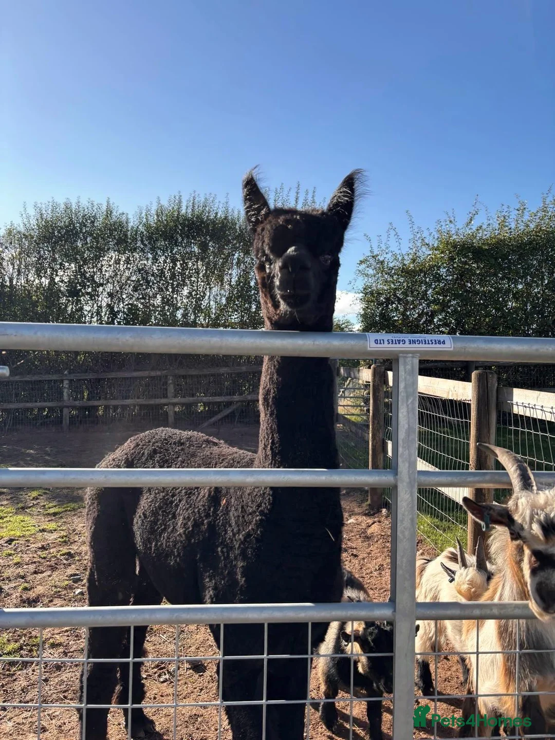 Alpaca livestock for sale: Castrated Male Alpaca  - Advert 2