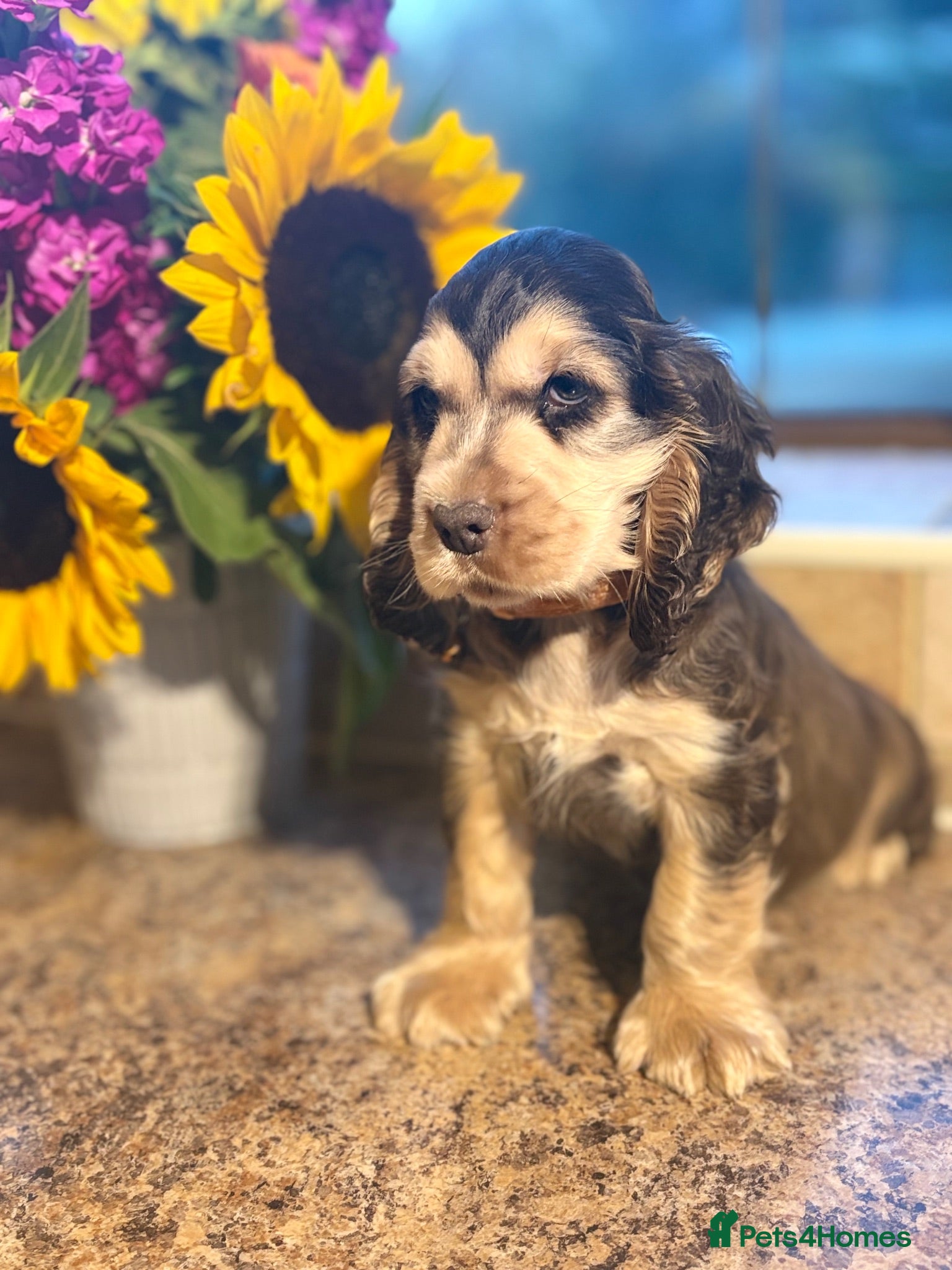Cocker Spaniel dogs Ready now! Health tested show cocker spaniels - Advert 2