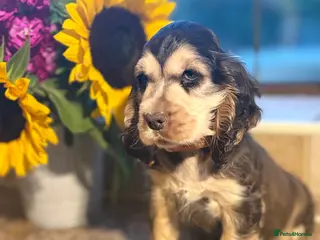 Cocker Spaniel dogs Ready now! Health tested show cocker spaniels - Advert 2