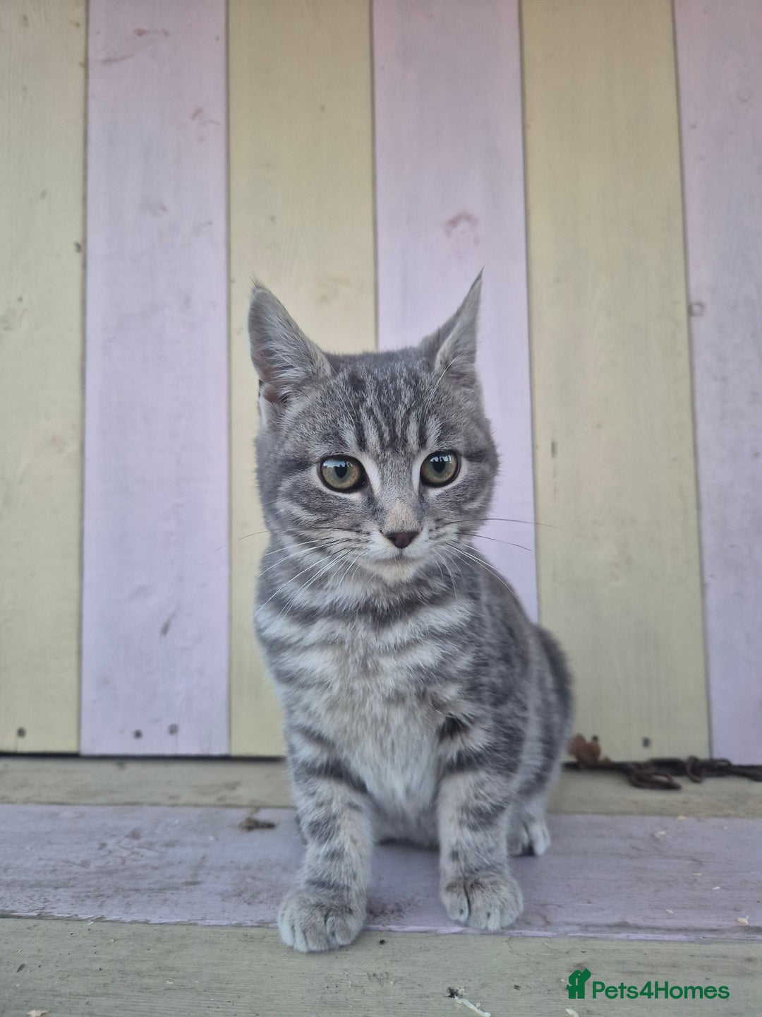 Domestic Shorthair cats for sale: 💙 Stunning boy looking for his furever home 💙 - Advert 7