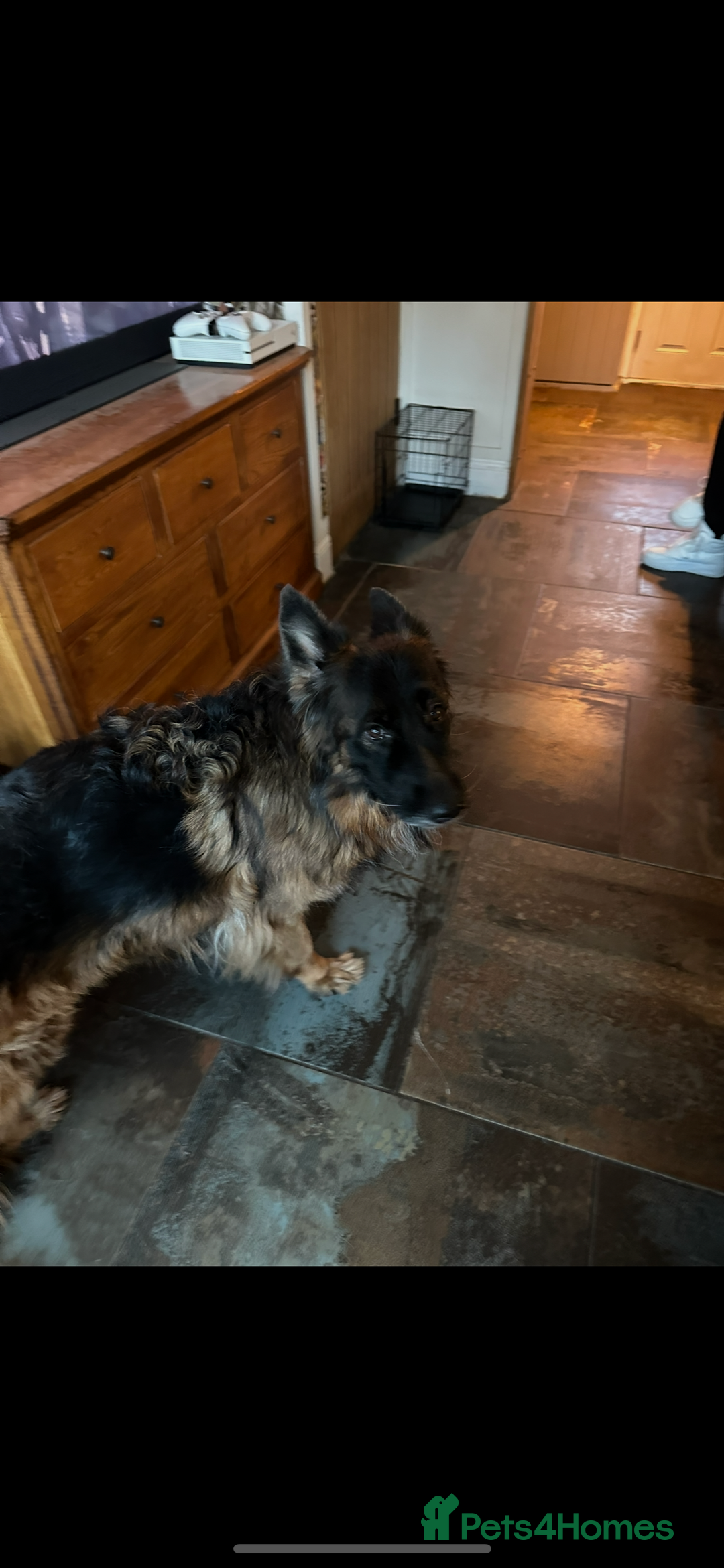 German Shepherd dogs for sale: Lovely Soft Natured Girl - Advert 2