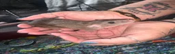 Rat rodents for sale: Dumbo Dwarf Rats - Advert 7