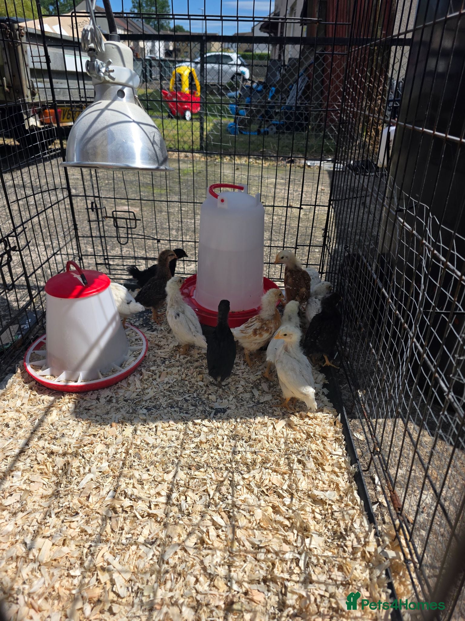 Chickens poultry Chick for sale  - Advert 1