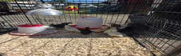 Chickens poultry for sale: Chick for sale  - Advert 1