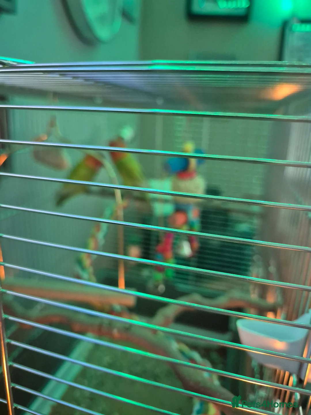 Lovebirds birds for sale: Love birds - Advert 2