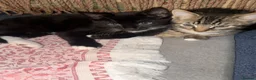 Mixed Breed cats for sale: Two Female Kittens – 8 Weeks Old - Advert 5