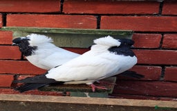 Pigeons birds for sale: 10 Pigeons for sale - Advert 4