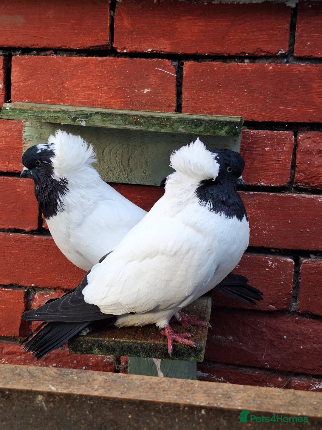 Pigeons birds for sale: 10 Pigeons for sale - Advert 4
