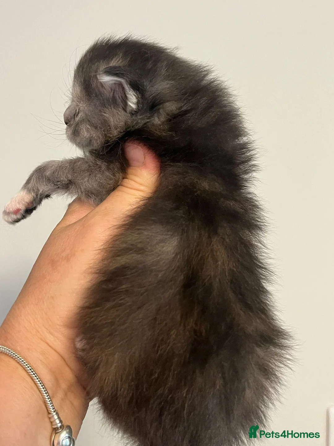Maine Coon cats for sale: Maine coon kittens  - Advert 19