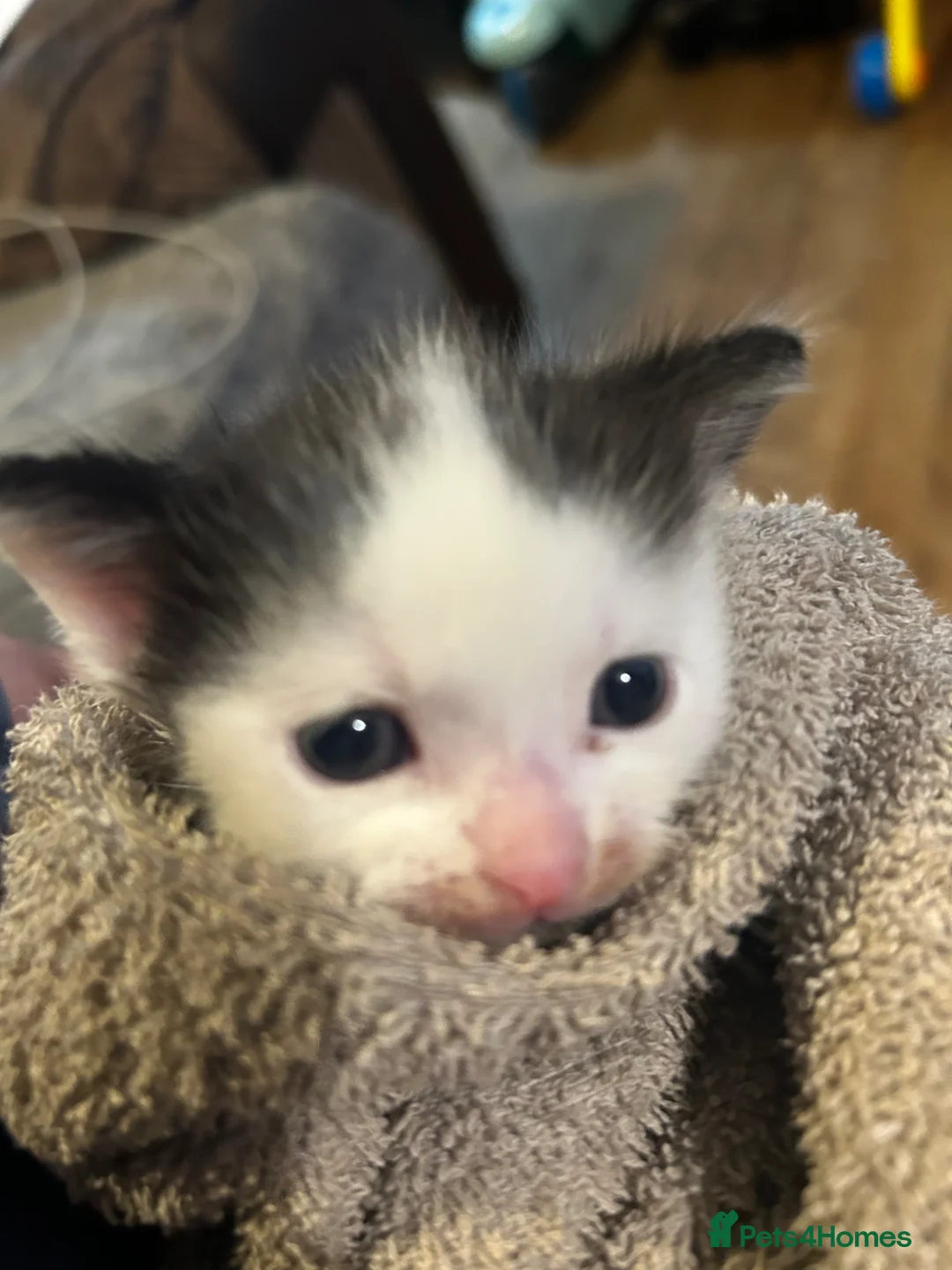 Mixed Breed cats for sale: Male kittens  in Redditch - Advert 7