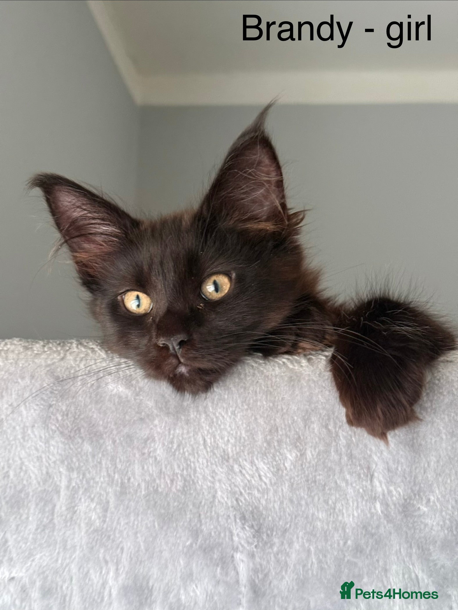 Maine Coon cats Stunning Pedigree Maine Coon Kittens for Sale - Advert 1