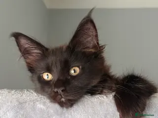 Maine Coon cats Stunning Pedigree Maine Coon Kittens for Sale - Advert 1