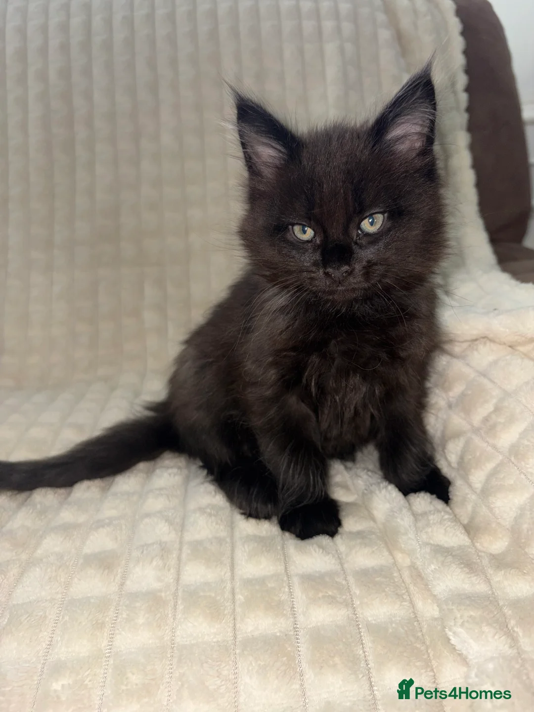 Maine Coon cats for sale: Maine coon kittens - Advert 2