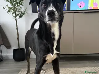 Mixed Breed dogs 3 year old girl - Advert 1