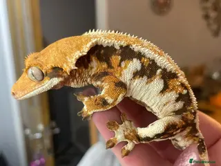 Gecko reptiles Loads of crested gecko babies and gargoyles - Advert 11