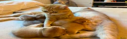 Scottish Fold cats for sale: Scottish fold kittens  in Haslemere - Advert 5