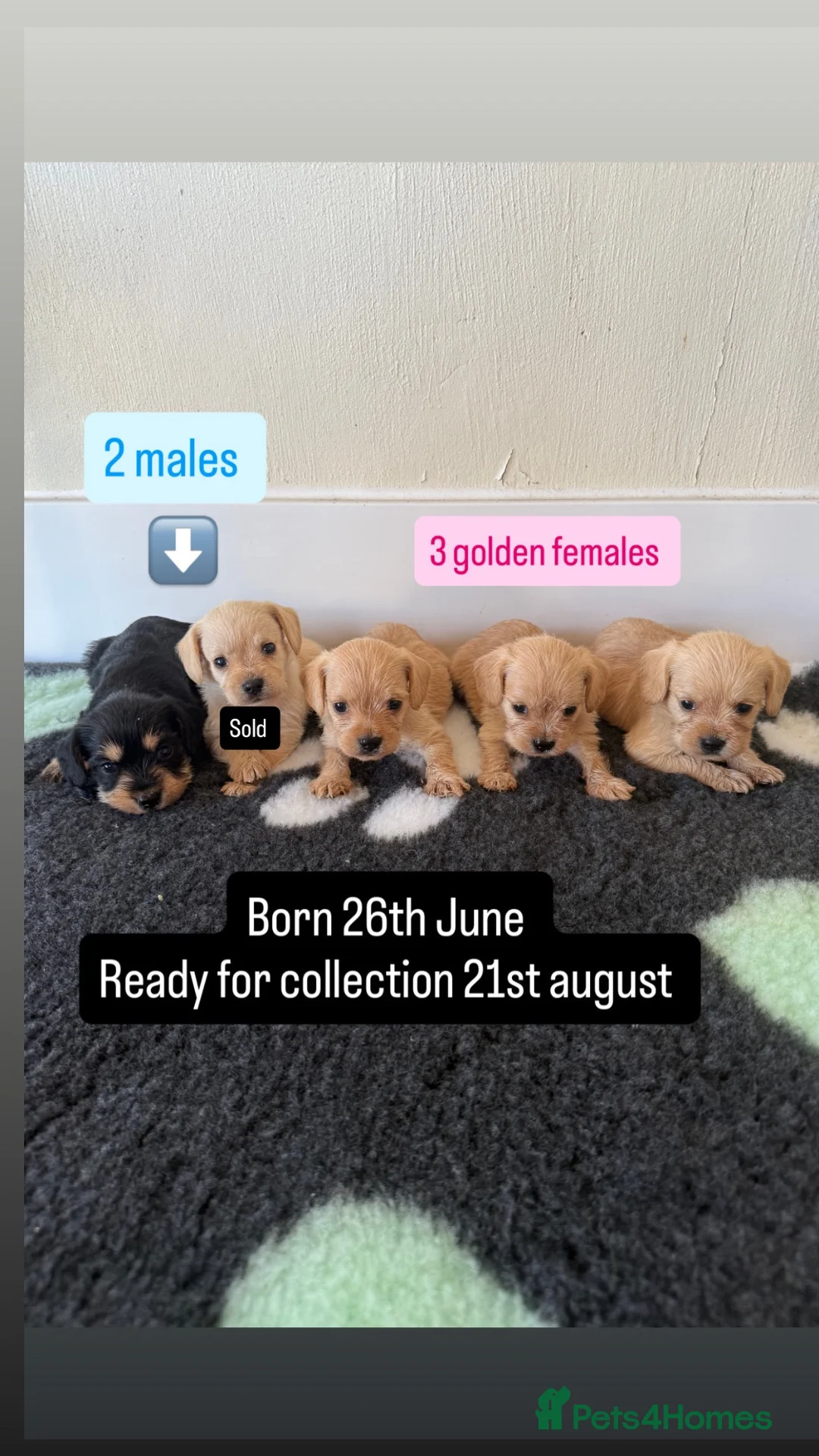 Mixed Breed dogs for sale: Miniature schnauzer cross King Charles cavalier  - Advert 1