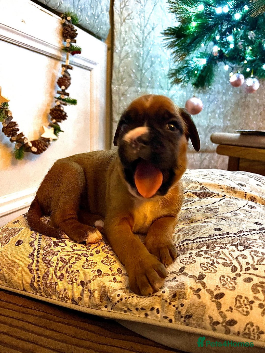 Boxer dogs for sale: Beautiful Pedigree Girls - Advert 15
