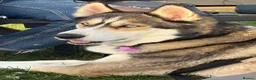 Siberian Husky dogs for sale: Siberian Husky Puppies Pure Bred Blue Eyed - Advert 16