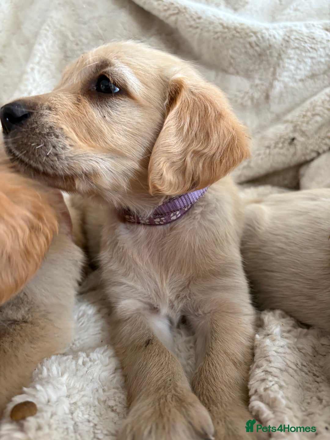 Golden Retriever dogs for sale: Golden retriever puppy Available 🐶🐾🦴  - Image 39