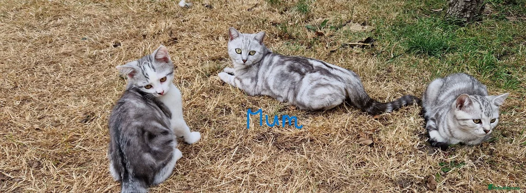 British Shorthair cats for sale: Lovely kittens - Advert 2