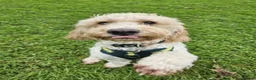 Cockapoo dogs for stud: F1 Cockapoo For Stud in Motherwell - Advert 6