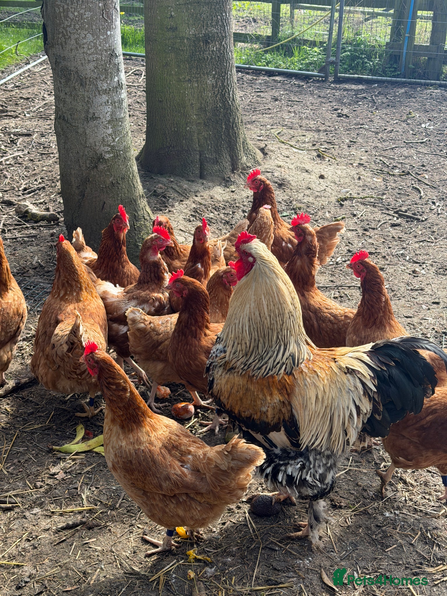 Chickens poultry Beautiful Healthy Laying Hens - Advert 7