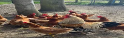 Chickens poultry for sale: Beautiful Healthy Laying Hens - Advert 2