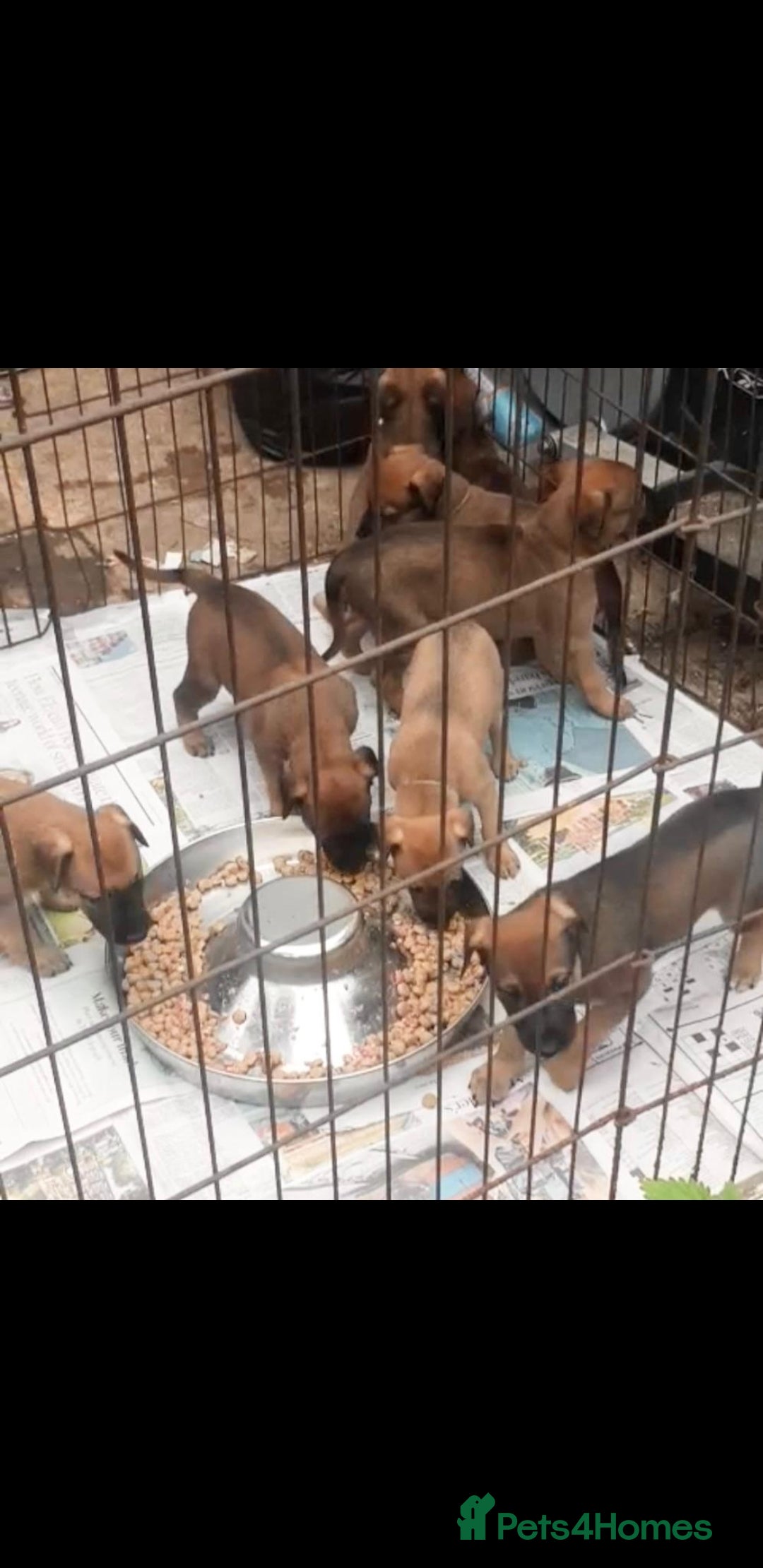 Lurcher dogs for sale: Lurcher puppies for sale.  - Image 7