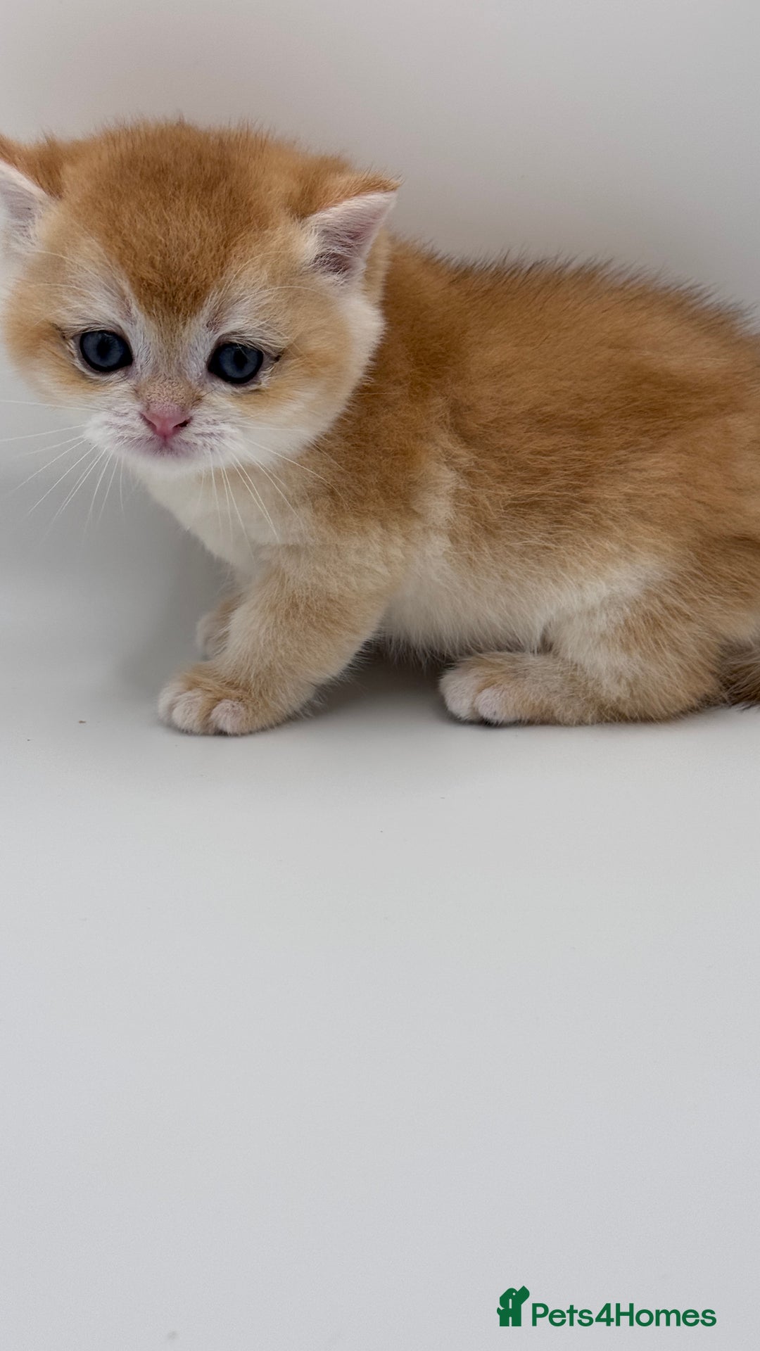 British Shorthair cats for sale: GCCF BSH BY12 GOLDEN CHOCOLATE KITTENS  - Image 18