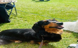 Dachshund dogs for stud: Standard long haired Dachshund  - Image 6