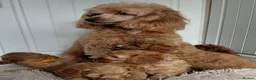 Cavapoo dogs for sale: F1 Cavapoo puppies-extensively health tested  - Advert 10
