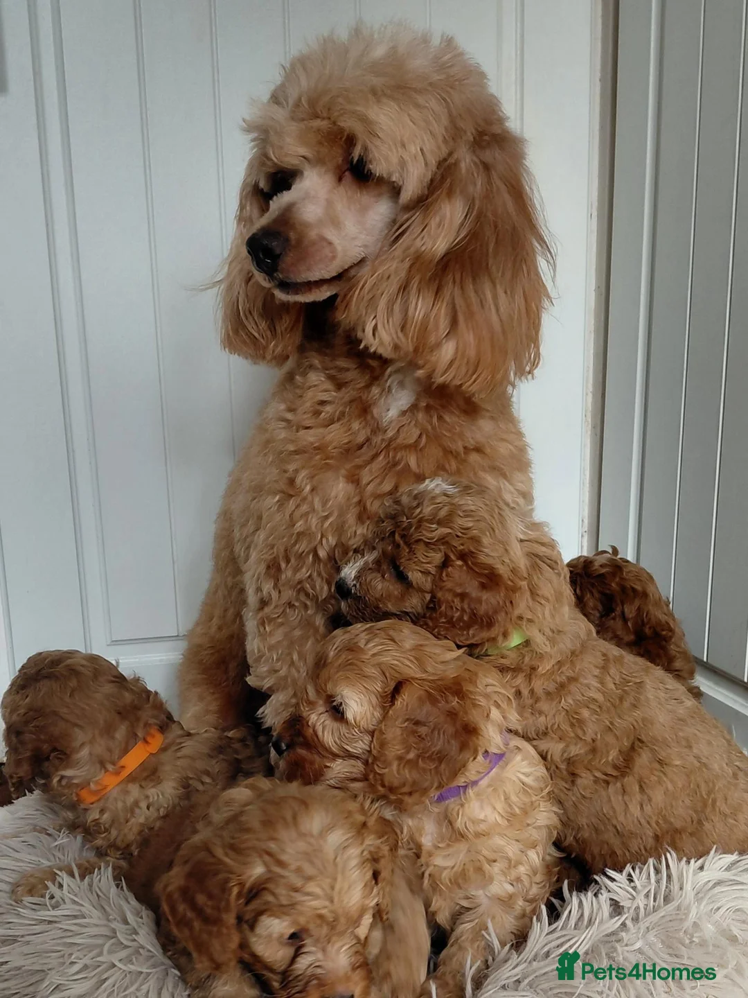 Cavapoo dogs for sale: F1 Cavapoo puppies-extensively health tested  - Advert 10