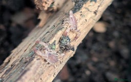 Isopods invertebrates for sale: inverts  - Image 12