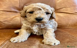 Toy Poodle dogs for sale: Toy poodles  - Image 14