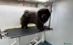 Chow Chow dogs for sale: Blue Chow Chow Female - Image 1