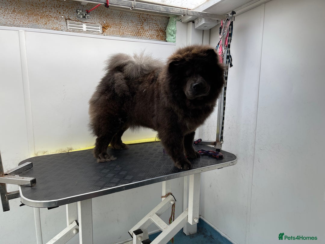 Chow Chow dogs for sale: Blue Chow Chow Female - Image 1