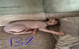 Sphynx cats for sale: 3 Sphynx boys - Image 4