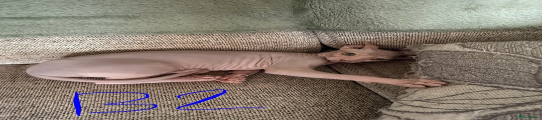Sphynx Kitten 2