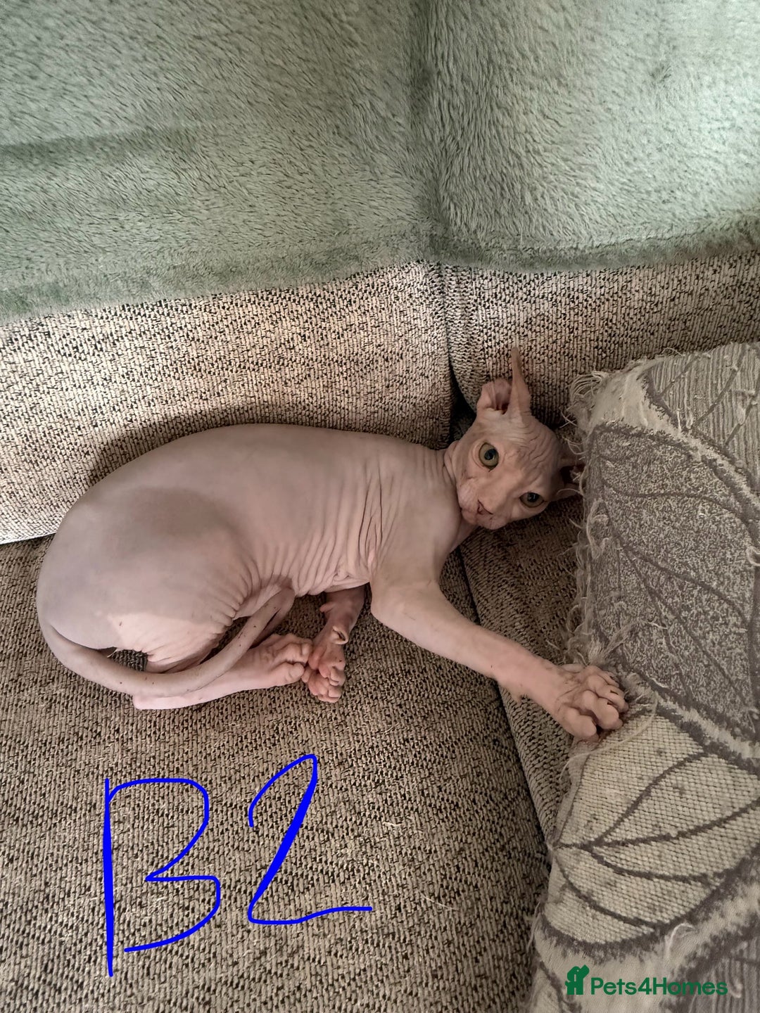 Sphynx cats for sale: 3 Sphynx boys - Image 4