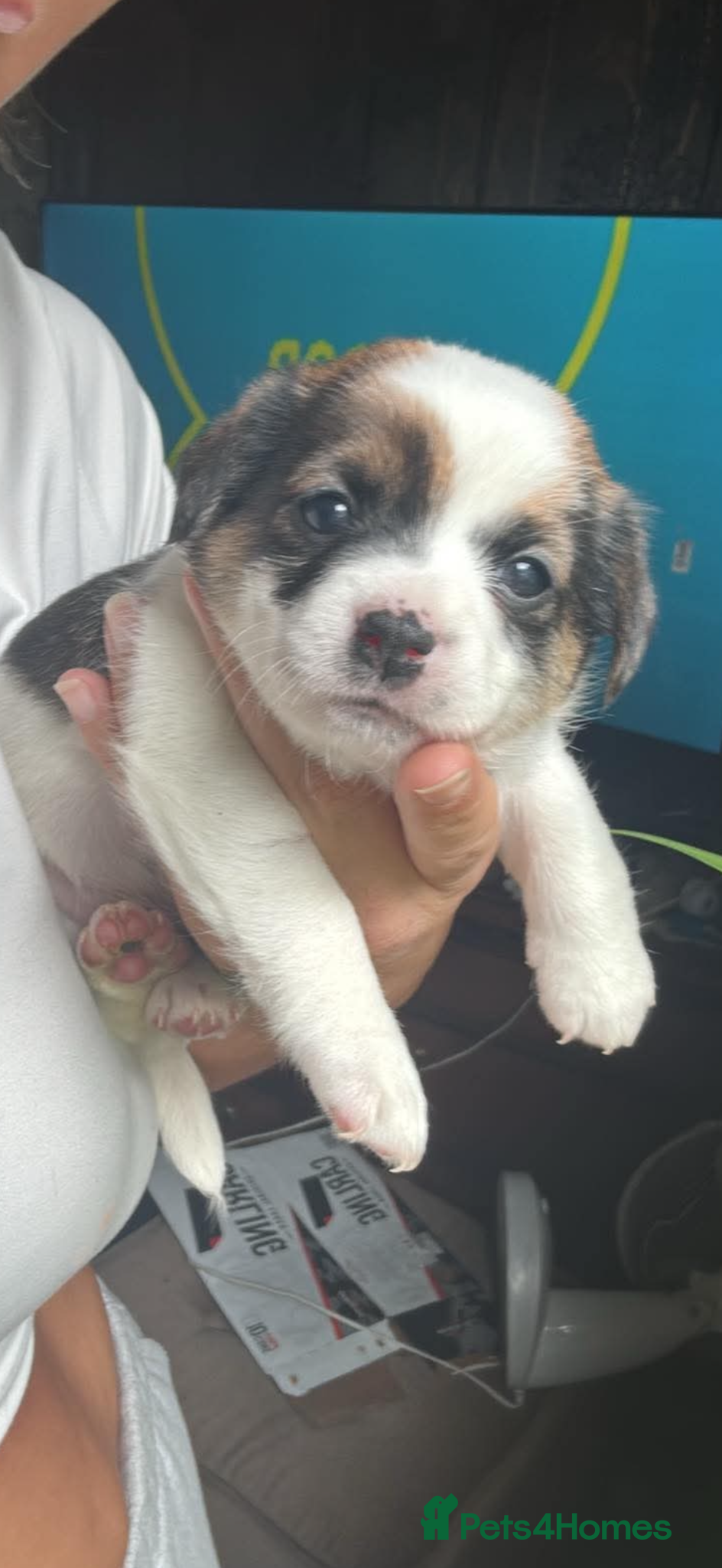 Jack Russell dogs for sale: Jack russel puppies for sale  in Washington - Advert 4