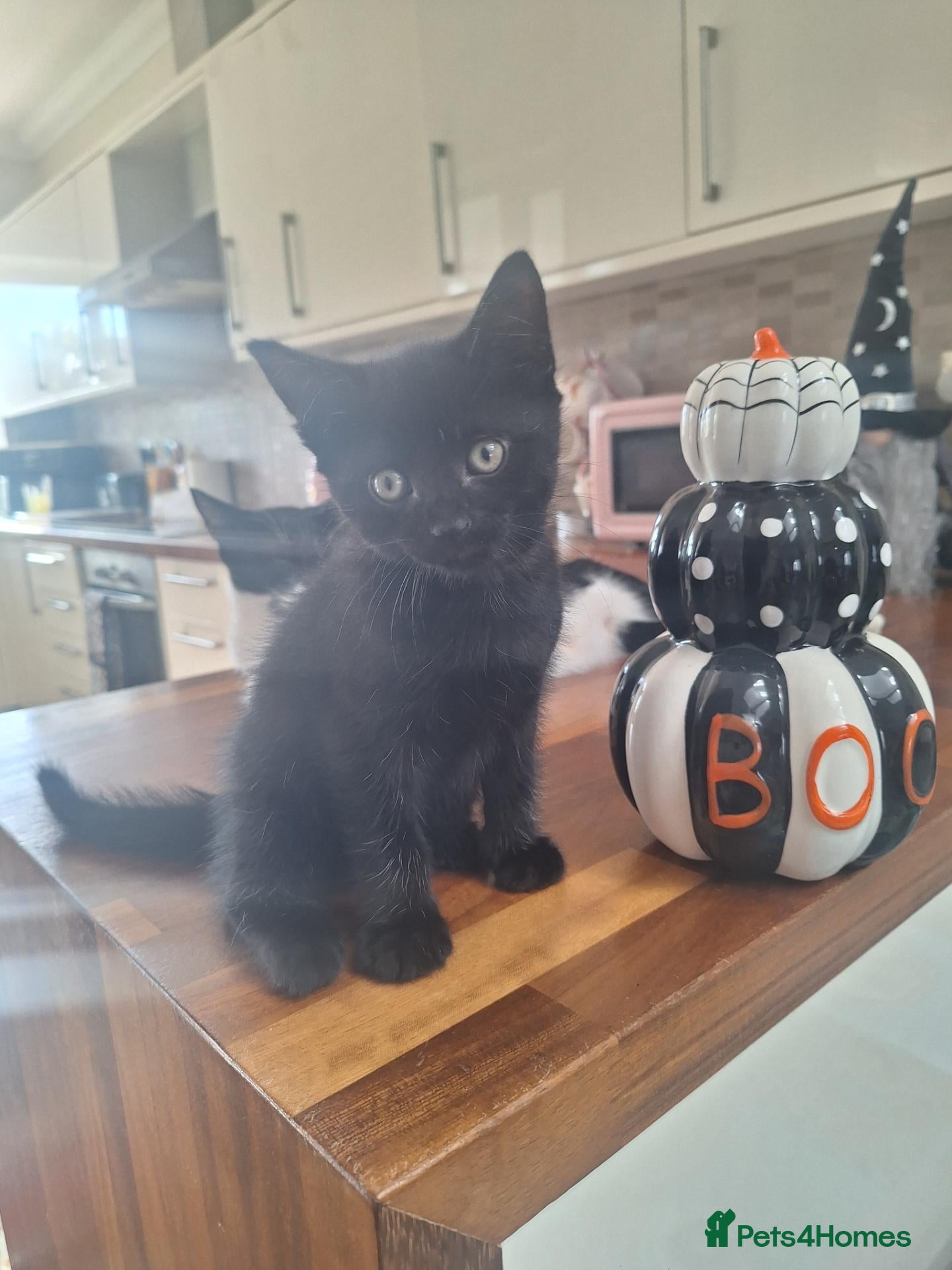 Mixed Breed cats 8wk old kittens  - Advert 6