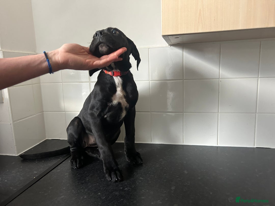 Cane Corso dogs for sale: Cane corso puppies  - Image 12