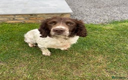 English Springer Spaniel dogs for sale: Liver and white male springer spaniel. - Image 3