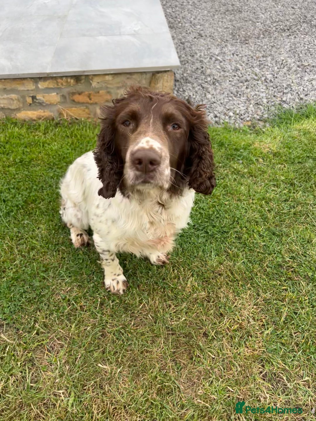 English Springer Spaniel dogs for sale: Liver and white male springer spaniel. - Image 3