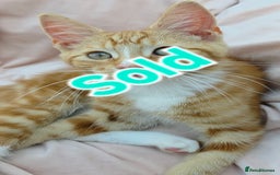 Mixed Breed cats for sale: Maine Coon X Kittens Still Available!! - Image 12