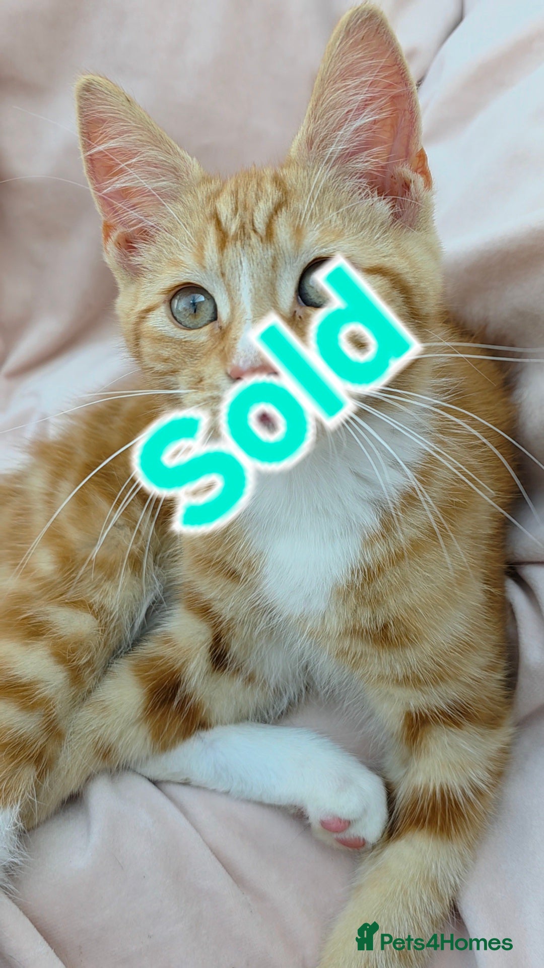 Mixed Breed cats for sale: Maine Coon X Kittens Still Available!! - Image 12