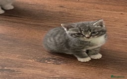 Mixed Breed cats for sale: Only 2 kittens 🐈‍⬛ left. - Image 6