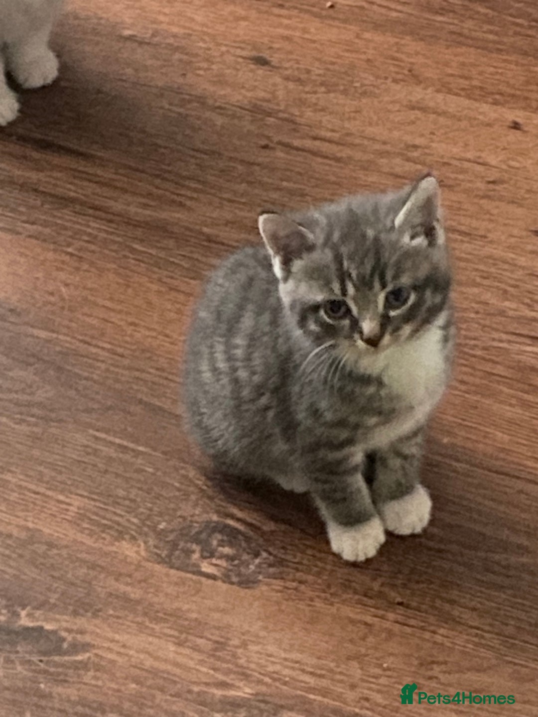 Mixed Breed cats for sale: Only 2 kittens 🐈‍⬛ left. - Image 6