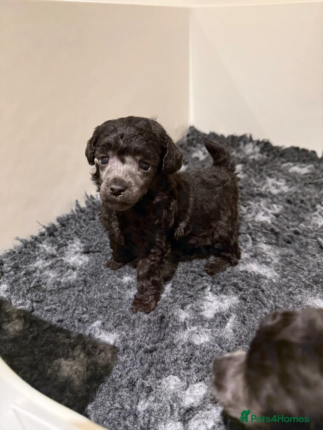 Miniature Poodle dogs for sale: OUTSTANDING SILVER MINI POODLES BEST IN 🇬🇧  - Advert 4